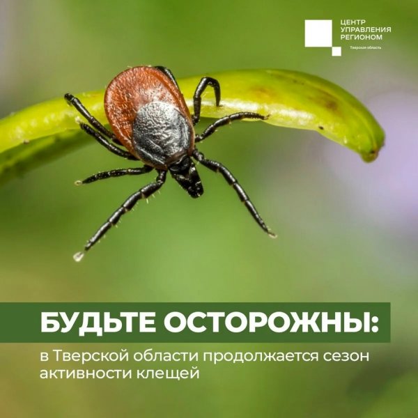 Бологовский колледж